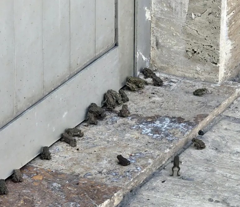 Konya'da yolu kurbağalar bastı