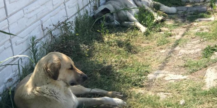 Sokak köpekleri düzenlemesinde sona gelindi