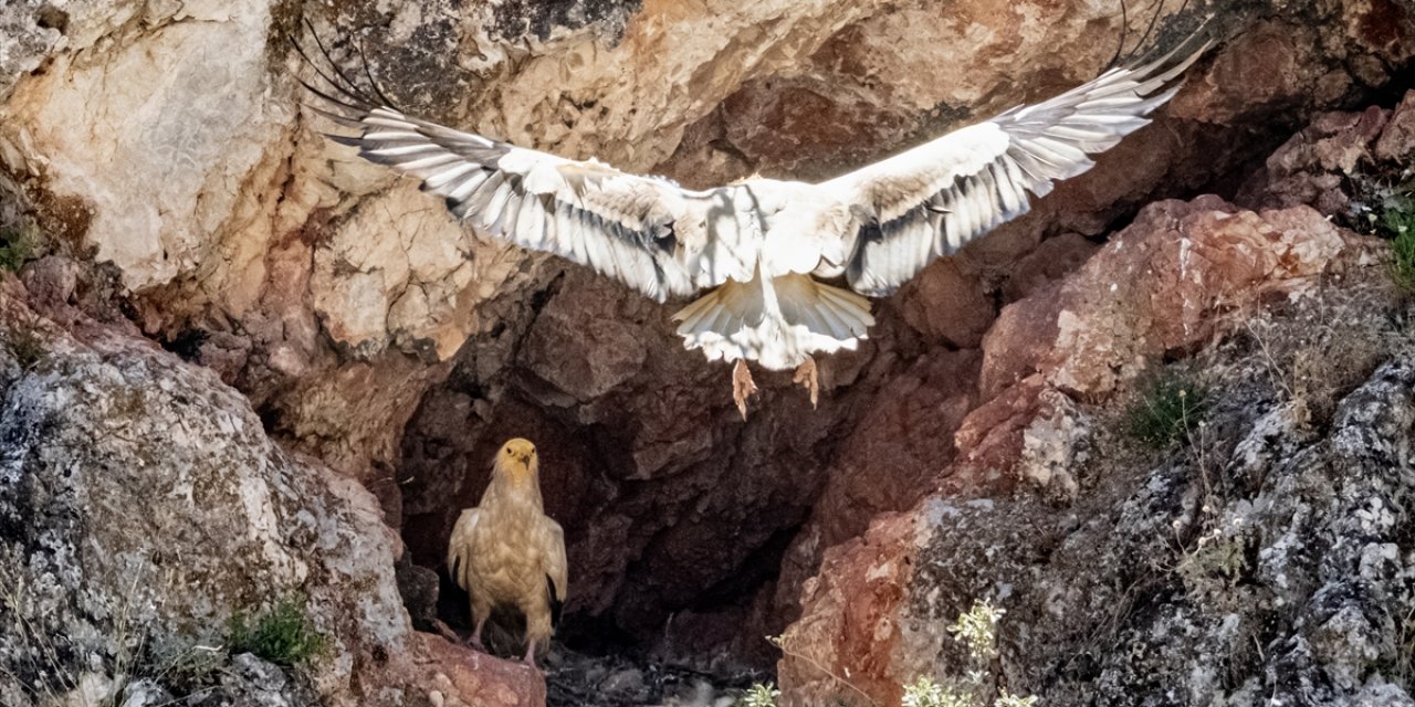 Konya'daki merkezde 5 akbaba koruma altında tutuluyor