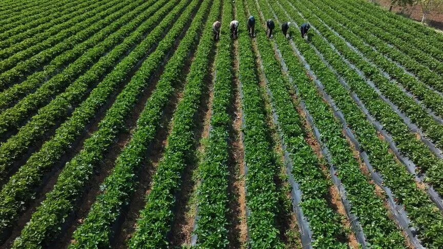 Çiftçilere 110,5 milyon liralık tarımsal destekleme ödemesi bugün yapılıyor