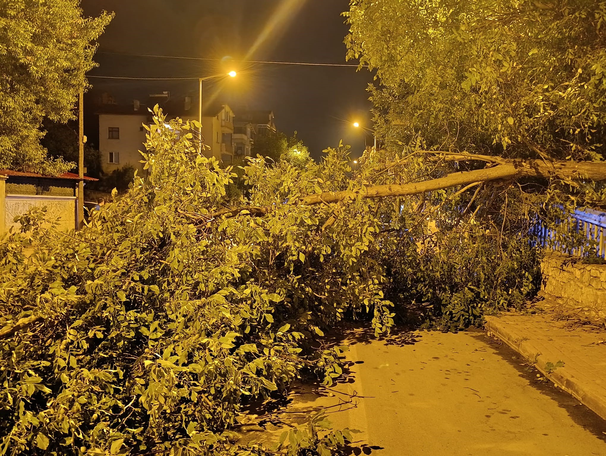 Konya’da ceviz ağacının dalları koptu: Cadde ulaşıma kapandı