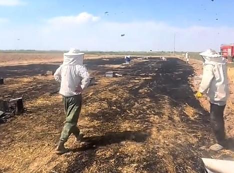 Konya’da arıcının emeği küle döndü: 200 kovan yandı
