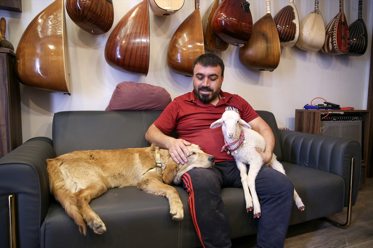 Bağlama ustasının yoldaşı, kuzu, köpek ve oğlak oldu
