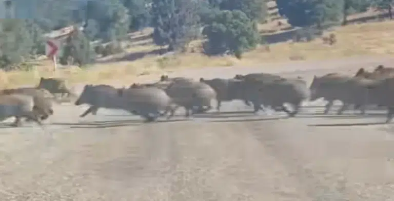 Konya'nın bu ilçesini domuz sürüsü bastı