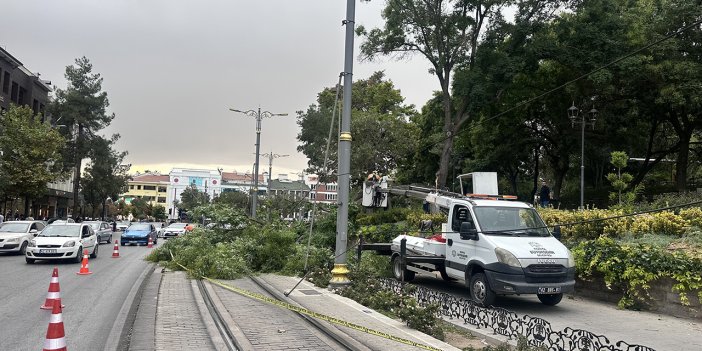 Konya'da fırtına nedeniyle ağaç devrilmişti: Ekipler çalışmalara devam ediyor