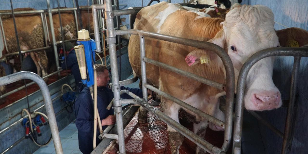 Türkiye'de inek sütü üretimi mayısta rekor düzeye ulaştı