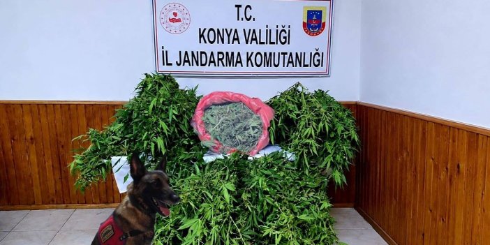 Konya'da Uyuşturucu Operasyonu: 35 Kök Kenevir ve Esrar Ele Geçirildi