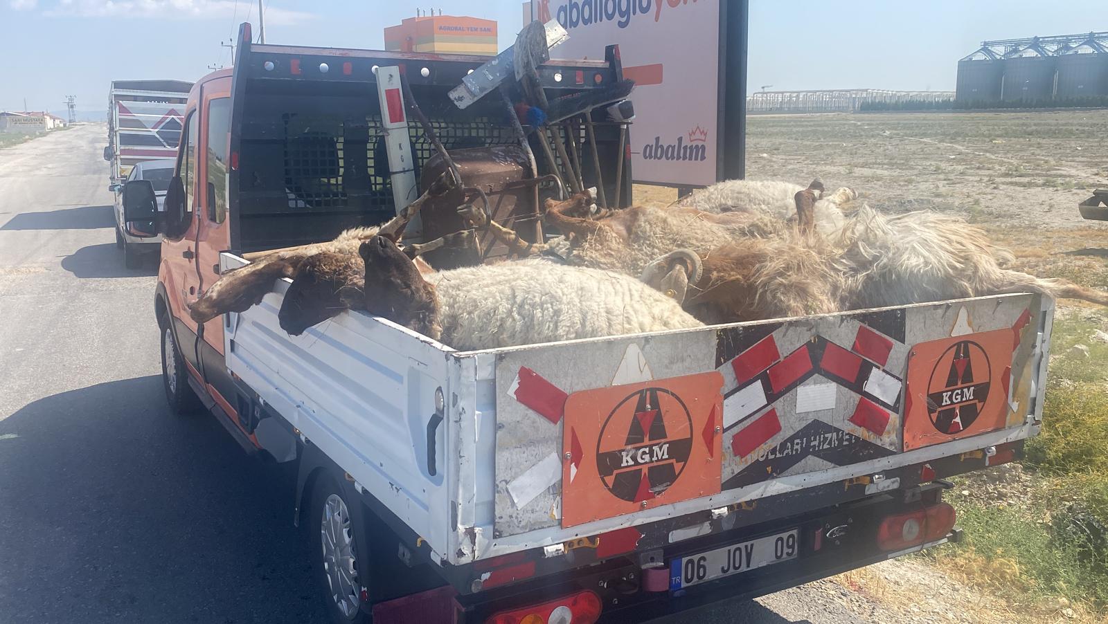 Konya'da ağıla giren köpekten kaçan koyunlar telef oldu