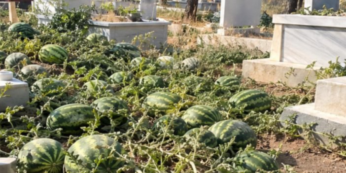 Konya’da mezarlıkta şaşırtan görüntü!