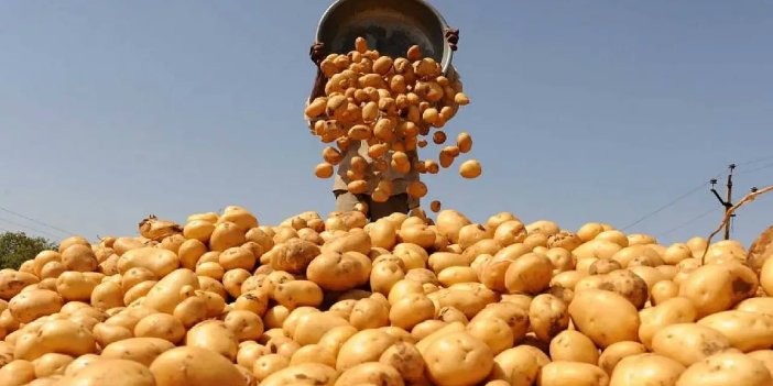 Konya Türkiye'nin patates üssü oldu: Patates üretiminin yüzde 10,9’unu karşılıyor