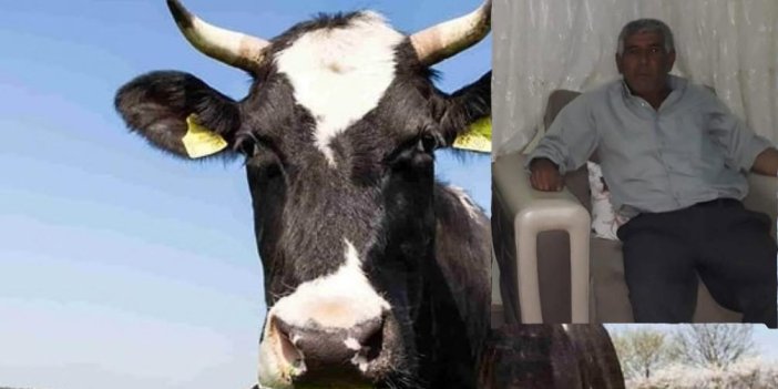 Konya'da ineğin saldırısına uğrayan adam hayatını kaybetti