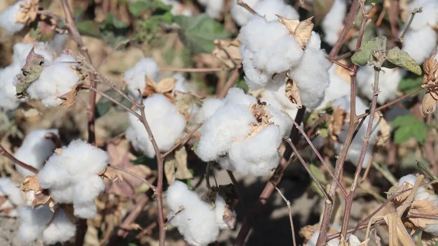 Pamuk fiyatları 48 ayın en hızlı düşüşünü kaydetti