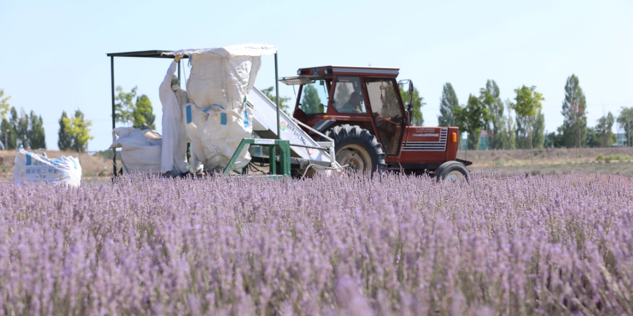 Karatay Lavanta Bahçeleri’nde hasat zamanı