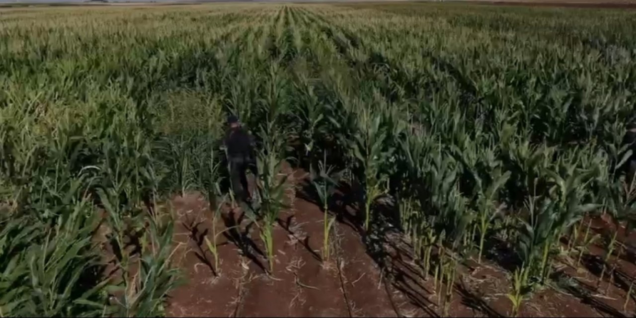 Konya'daki mısır tarlasında uyuşturucu madde ele geçirildi