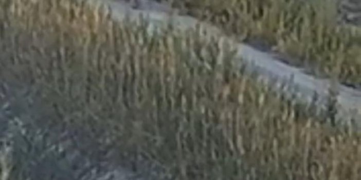 Konya'da kablo hırsızları yeniden ortaya çıktı! Çiftçilerin korkulu rüyası!