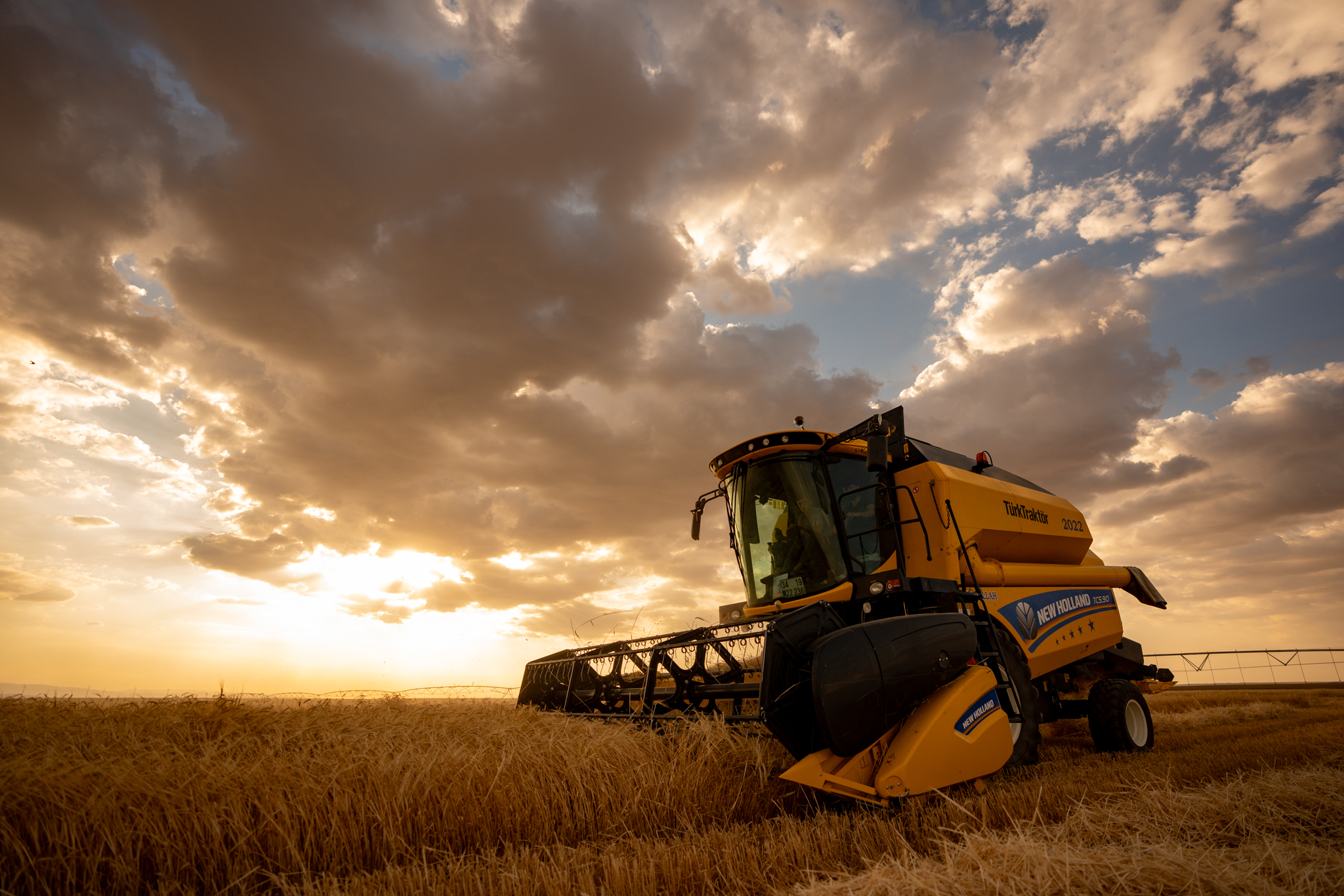 Buğday rekoltesinde düşüş! Ekmeği kim yiyor?