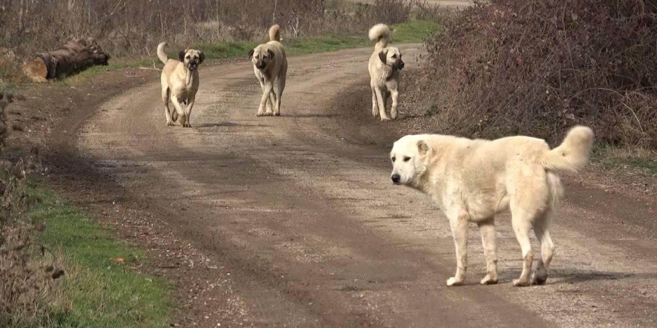 Başıboş sokak köpekleri teklifi komisyondan geçti
