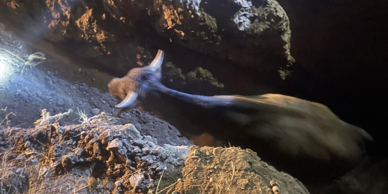 Konya'da çukura düşen hayvanlar kurtarıldı