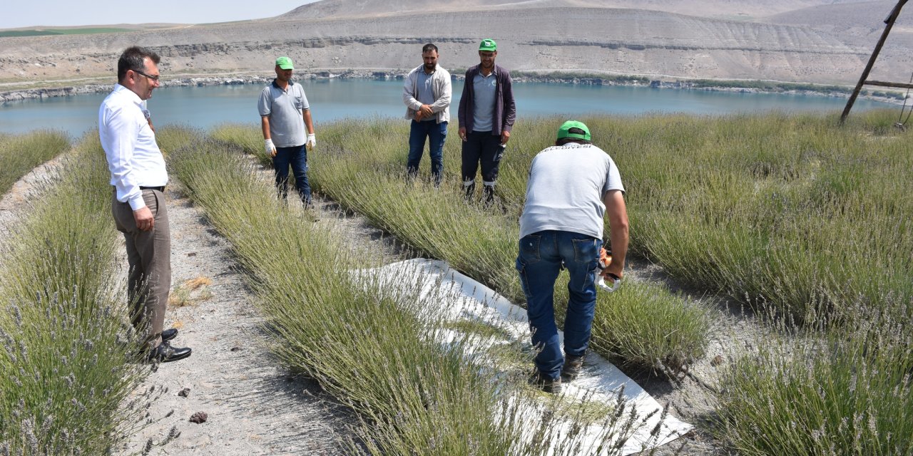 “Lavanta bahçesi hem ekonomik hem de turistik açıdan değerli”
