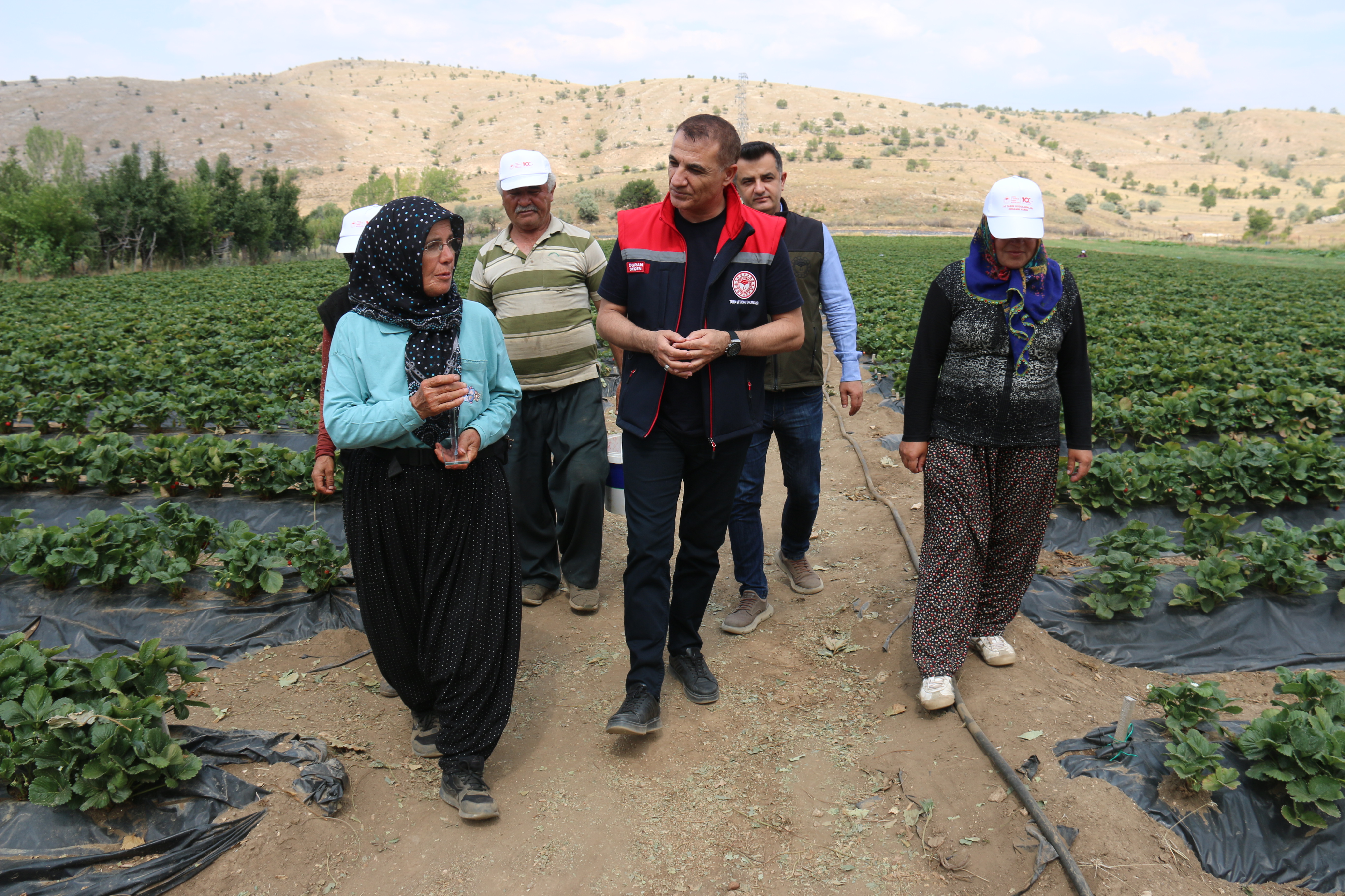 Emekli Mimar Emine Bülüç, Konya'da çilek üretimine başladı