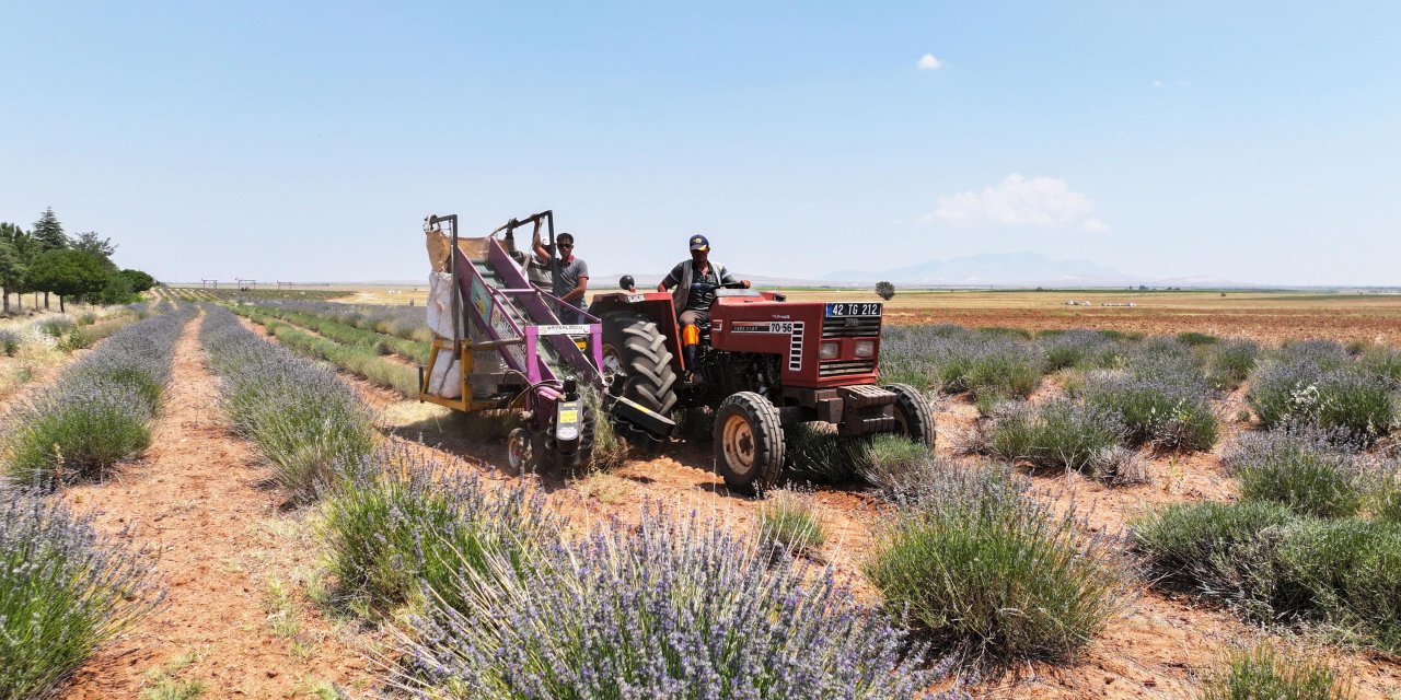 Altay: Lavanta desteğiyle hem bölge turizmine hem de çiftçimize katkı sağladık
