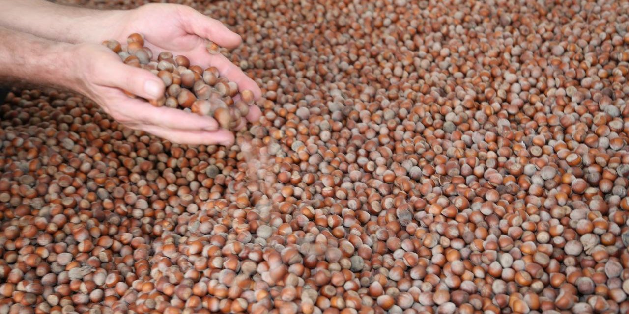 Fındık alım fiyatı belirlendi