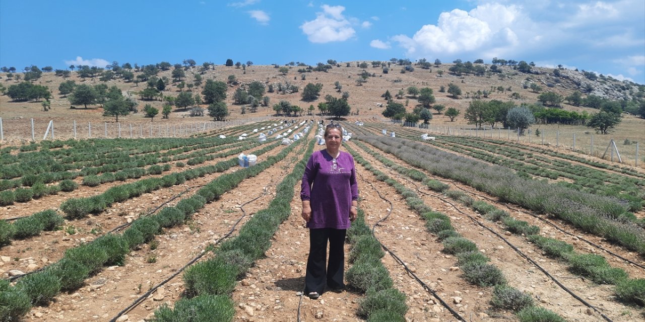Gurbetten Konya'ya döndü, lavanta üreticisi oldu