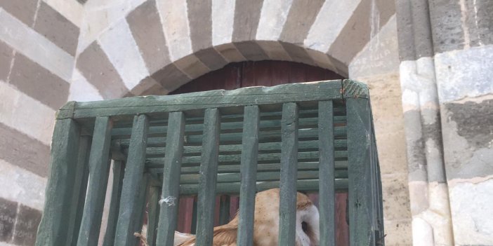 Zazadın Han’da nesli tükenmekte olan Peçeli Baykuş yakalandı