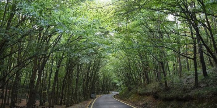 O yasak Konya'da da devam ediyor! Bu tarihe kadar girilmeyecek