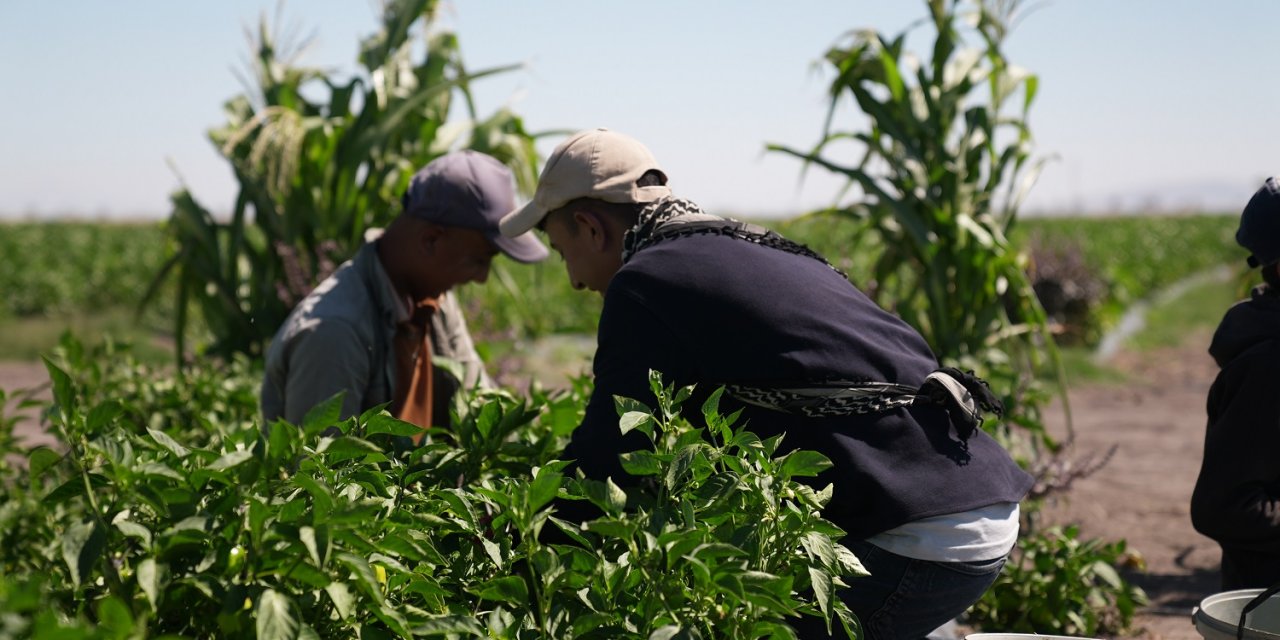 Karatay’da ata tohumu ürünleri hasadı başladı