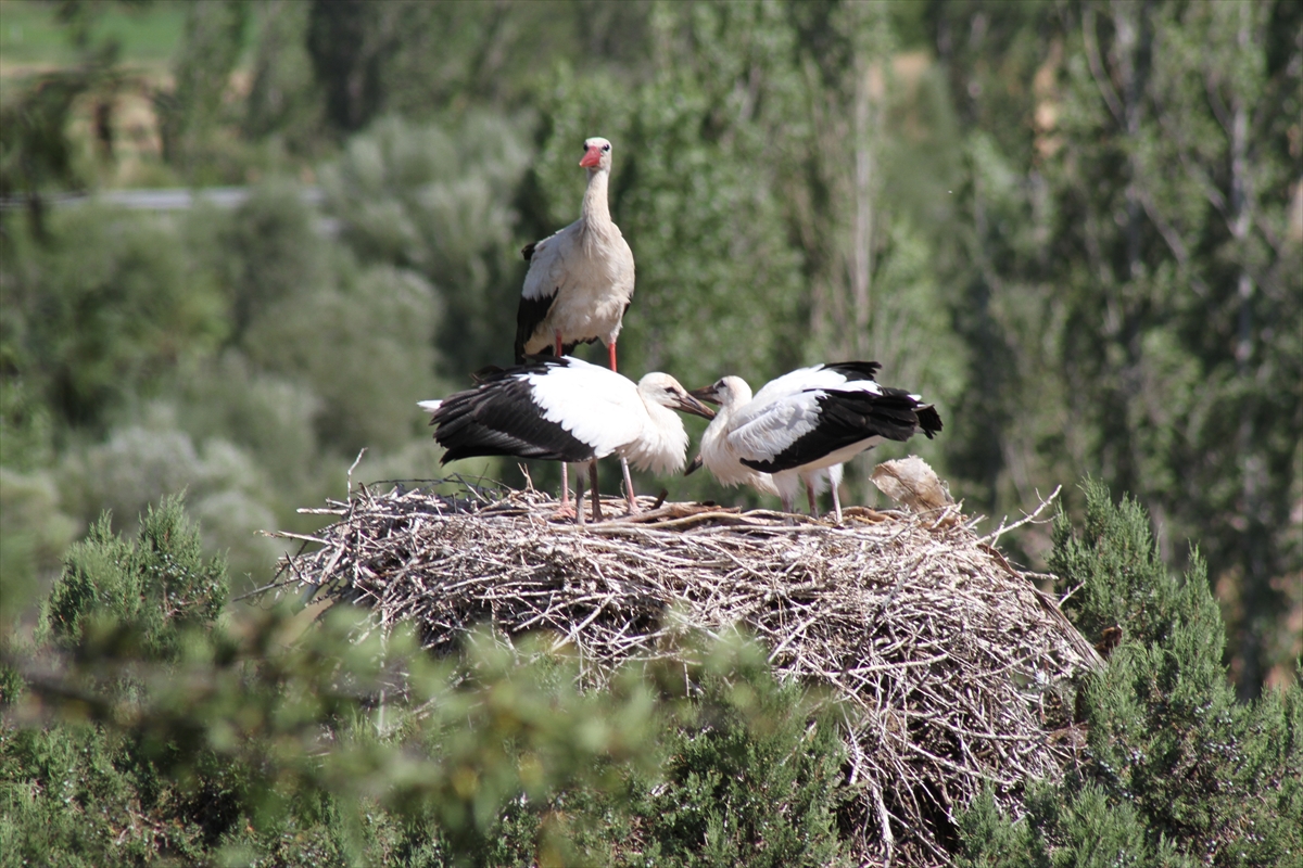 Konya'da leyleklerin göçü sona erdi