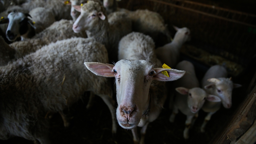 Küçükbaş hayvancılık desteklemelerine 300 bin yetiştiricinin faydalanması bekleniyor