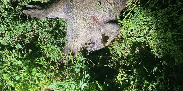 Konya'da mısır tarlalarına domuz dadandı! Yere seriyorlar!
