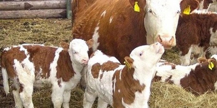 2024 BUZAĞI DESTEĞİ NASIL OLACAK? Buzağı ve malak desteğinden yararlanmak için destek başvuruları nasıl yapılacak?