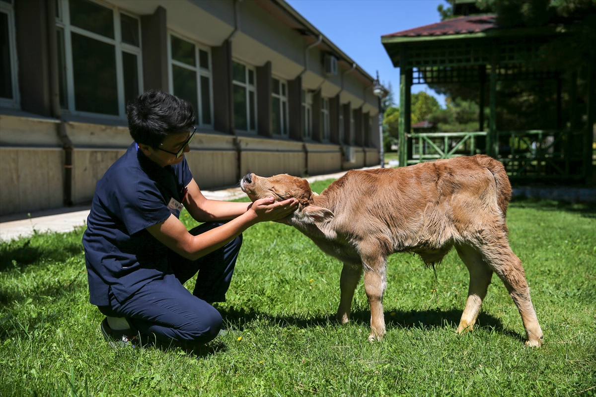 Bağırsağının bir bölümü oluşmadan doğan buzağıya özenle bakılıyor