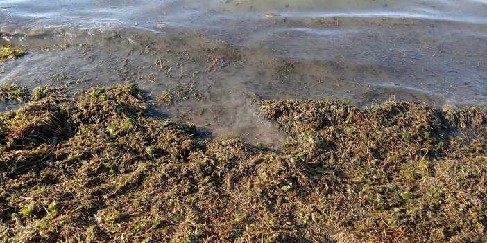 Konya'nın bu plajındaki görüntü vatandaşlardan tepki aldı!