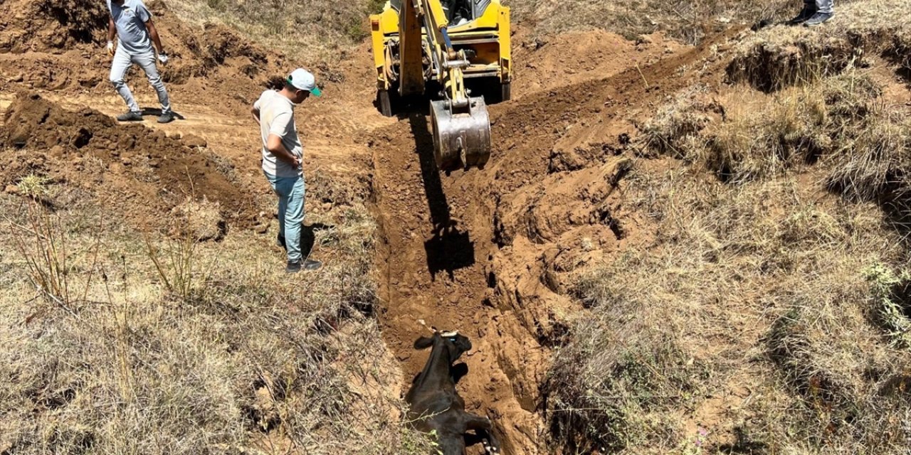 Konya'da çukura düşen inek kepçeyle kurtarıldı