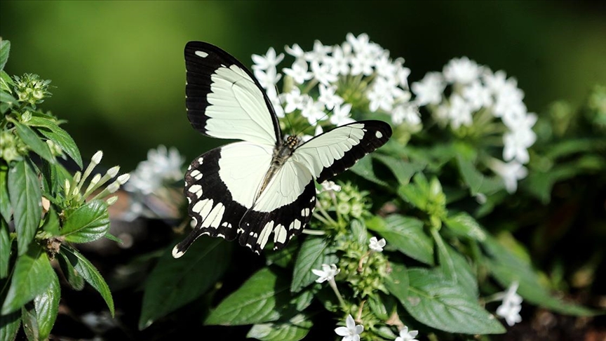 Konya Tropikal Kelebek Bahçesi, bitkileriyle de zengin