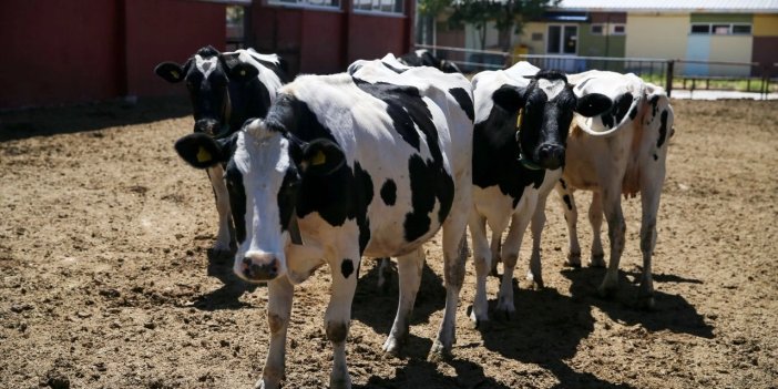 Yaşamaz denilenleri operasyonla yaşatıyorlar! Konya'da yapılıyor