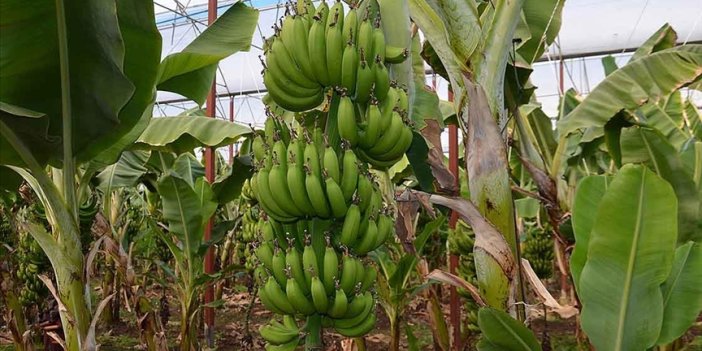 45 üreticiye ücretini ödemedi! Dev tesis iflas etti