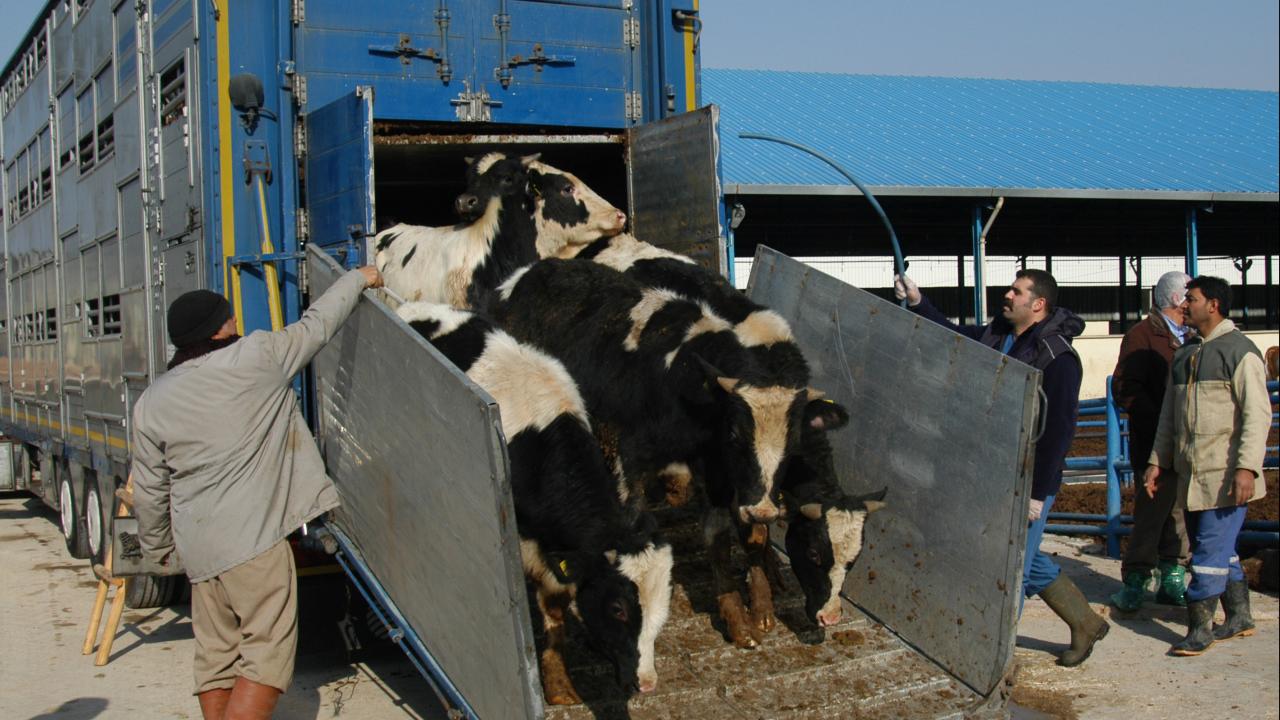 Hayvan nakillerine ilişkin düzenleme ertelendi