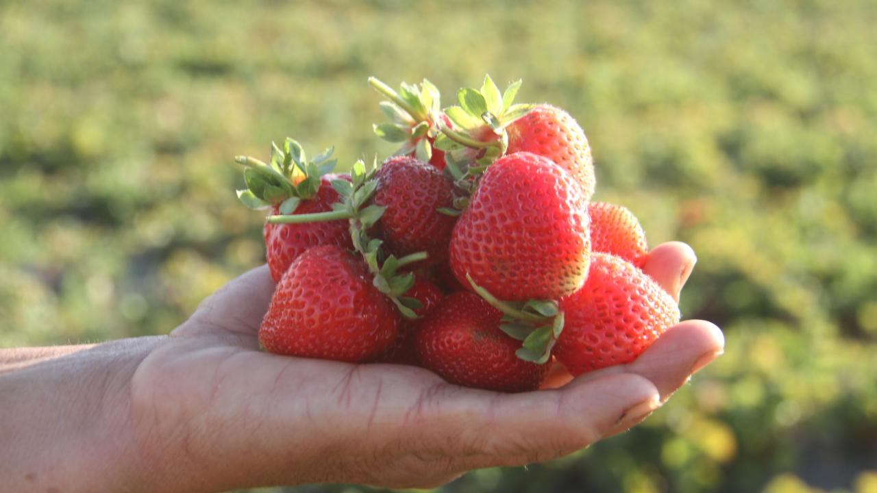 Konya'nın Hüyük çileği AB tarafından tescillendi