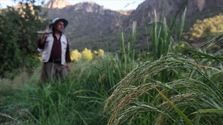 Çiftçilere tarımsal destekleme ödemesi yapıldı