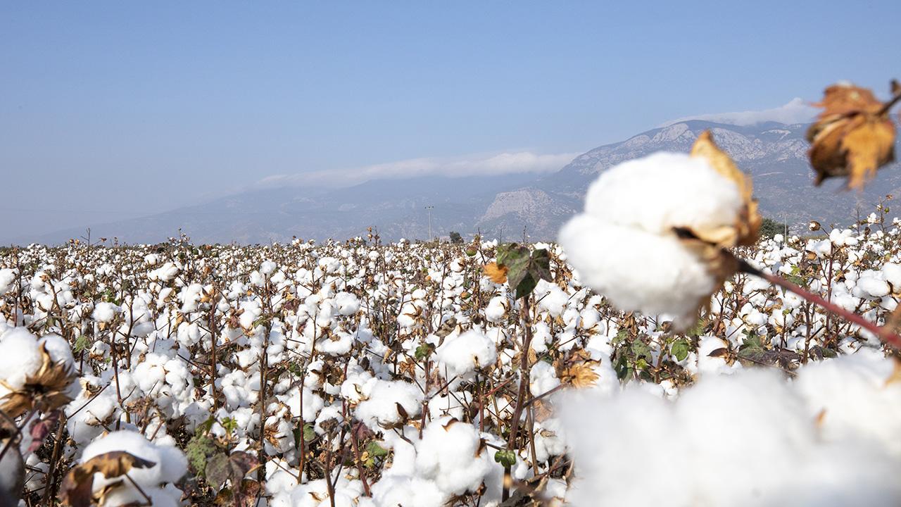 Söke pamuğuna AB'den coğrafi işaret tescili