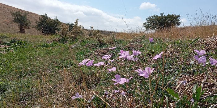 KONYA'DA YAĞAN YAĞMURLAR YERYÜZÜ ŞEKİLLERİNİ DEĞİŞTİRDİ! Hem tedirgin ediyor hem de hayran...