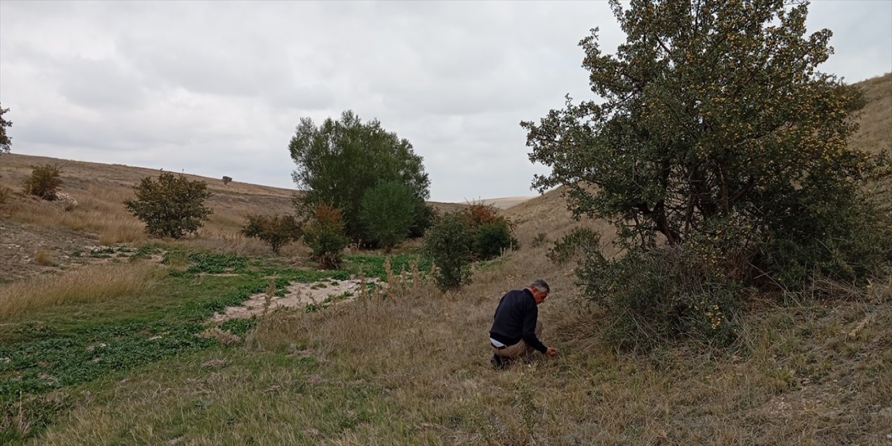Sonbahar meyvesi alıç Yunak'ta dağlardan toplanmaya başladı