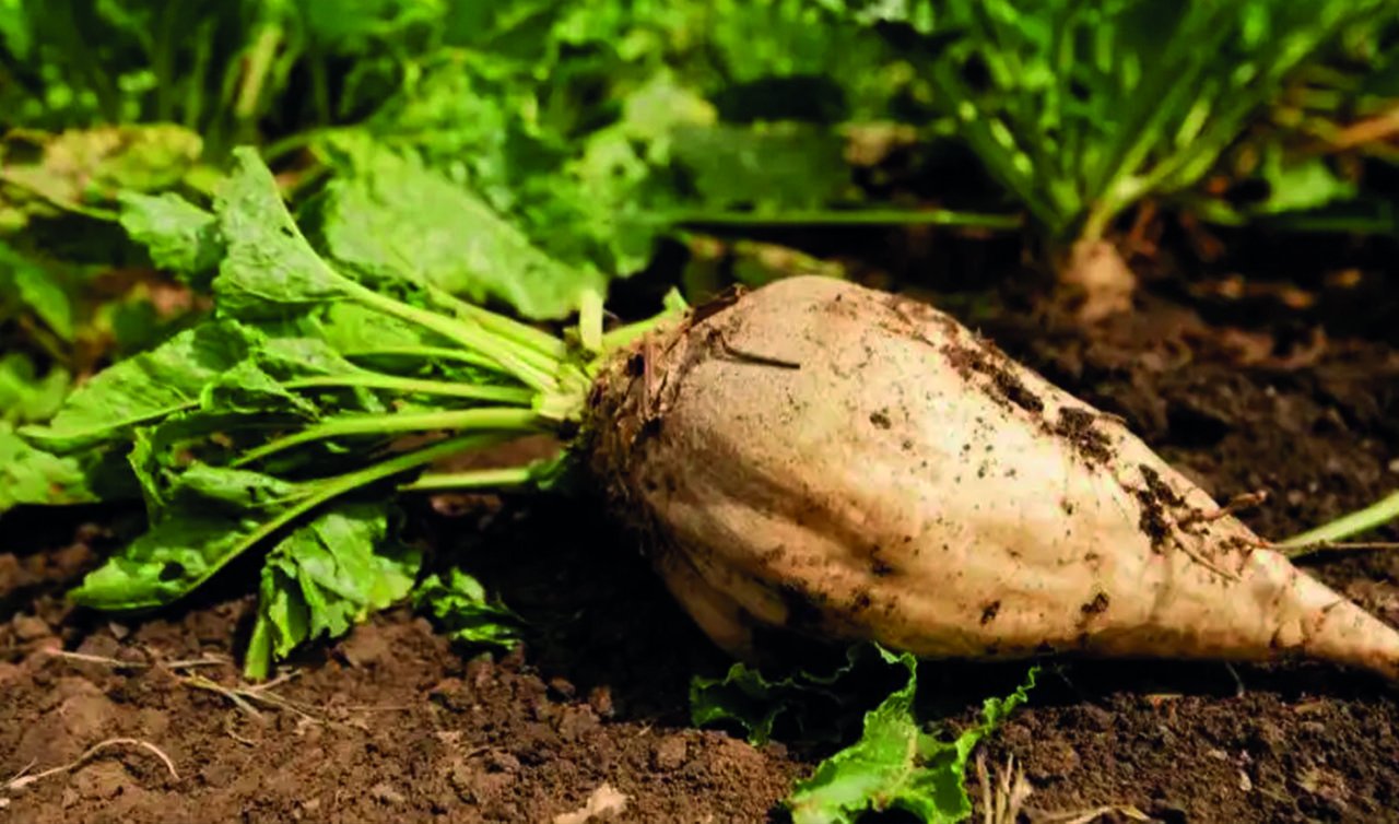 Ahmet Bestil: Şeker pancarı fiyatı çiftçiyi memnun etmeli
