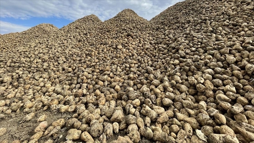 Konya Şeker ve Çumra Şeker fabrikasında pancar alım kampanyası başladı