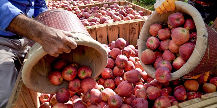 Konya'da elma hasadı sürüyor