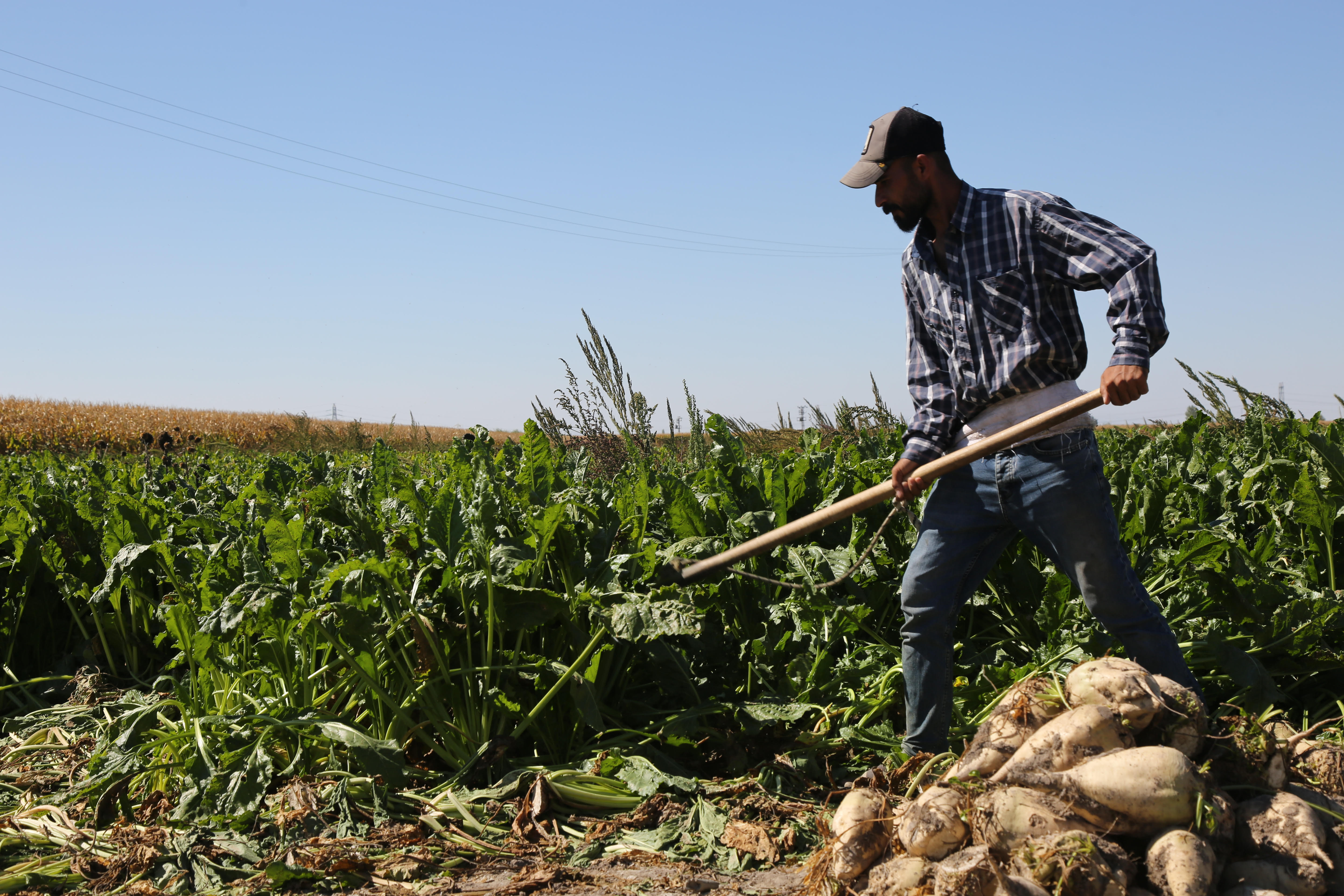 Konya Şeker'den çiftçiye avans müjdesi! Ödemeler bu tarihte yatacak